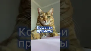 Кошачьи приметы