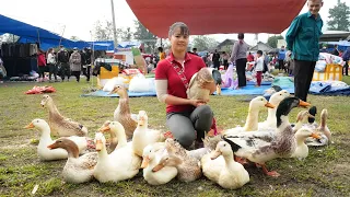 Harvesting Ducks Goes To Village Market Sell - Repair Ducks Farm & Buy Ducklings To Raise