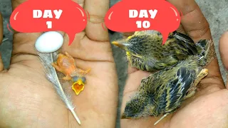 Merawat Anak Burung USIA 1 hari hingga dewasa