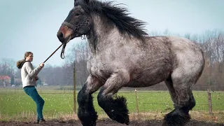 Top 10 Biggest Horse Breeds & Tallest Horses in the World