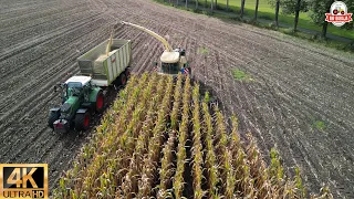 part 1 Cornharvest 2023 Mulders bv krone big x 850+ easycollect 12 rows+fendt+dronefootage