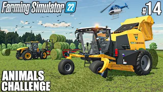 BALING and TRANSPORTING 765.000L of HAY, Feeding PIGS | ANIMALS Challenge | Farming Simulator 22