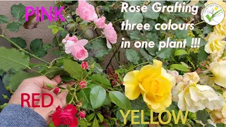 Grafting technique how to get multiple roses colour in 1 plant #graftingtactick #howtograftrose