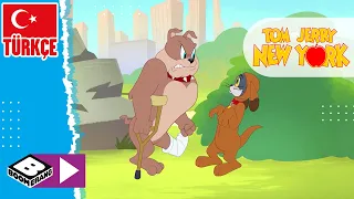 TOM VE JERRY NEW YORK'TA | Köpek Yarışması | Boomerang TV Türkiye