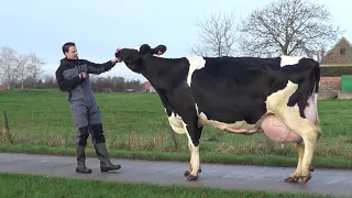 Beste boeren melkkoe 2021 totaal HD