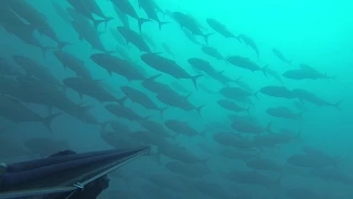 doublé de sériole ou presque ,amberjack,Ricciola, pesca sub seriola