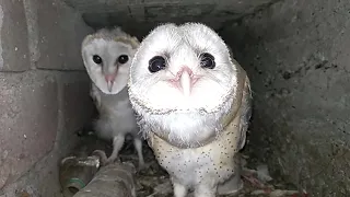 Day 31---Barn Owls | Owls are hungry, attacked my camera.