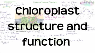 Chloroplast Structure and Function | Revision for Biology A-Level and IB