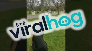 Dogs Reunite After 7-Months of Being Apart || ViralHog