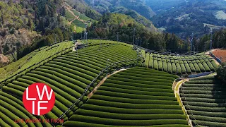 How Japanese Green Tea is Made