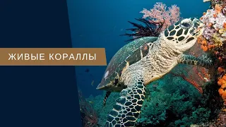 Кораллы и они живые!