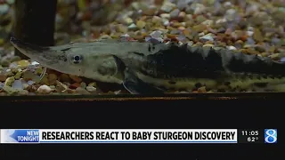 Baby sturgeon found in Grand River, a research breakthrough