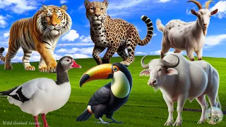 Farm Animal Sounds: Goat, Toucan, Buffalo, Leopard, Tiger - Animal Paradise