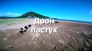 Дрон пастух