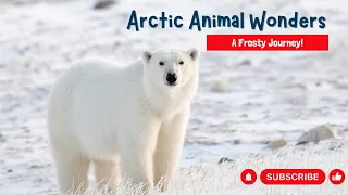 ❄️Arctic Animal Wonders on the Northpole❄️