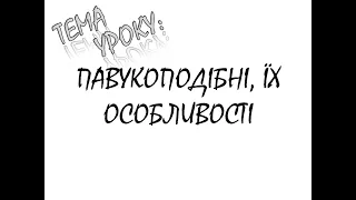 ПАВУКОПОДІБНІ, ЇХ ОСОБЛИВОСТІ