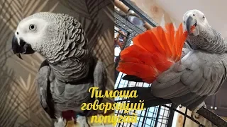 Timosha is a talking parrot, a breed of Jaco. Compilation video #5