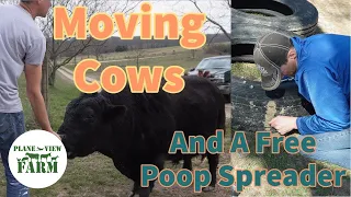 Spring Preparation - Moving Cows And Building A Field Drag