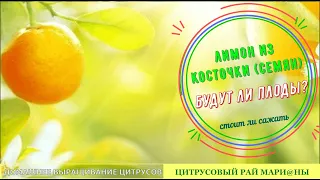 Лимон из косточки. Будут ли плоды 🍋 у дичков? Стоит ли сажать?/ Цитрусовый Рай МариАны