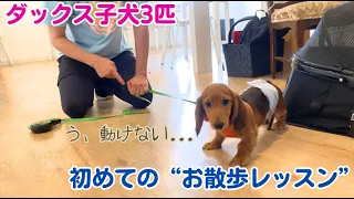 【初めてのお散歩レッスン】固まって動かないダックス子犬の3つ子ちゃん。1時間で見違えるほど上達しました！子犬をお迎えしたら知っておきたい散歩のしつけ😊引っ張る/拾い食い/歩かない子にならない秘策！