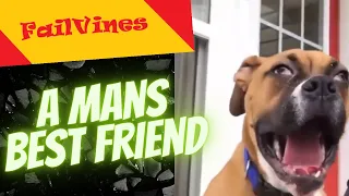 Fail Compilations of a Mans Best Friend. Dogs are so Lovable. | Try not to Laugh | FailVines