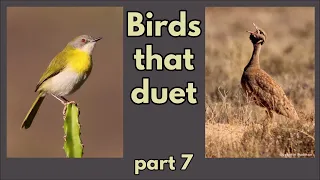 BIRDS THAT DUET - part 7 - Karoo Korhaan and Yellow-breasted Apalis duet