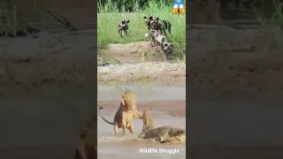 four lions attack crocodile walking on river #shorts #wildlife