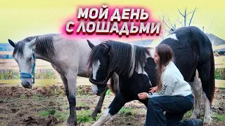 СПУСТЯ 2 МЕСЯЦА Содержания Лошадей НА СВОЕМ УЧАСТКЕ / Как проходит мой день?