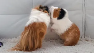 Guinea Pig Fight. Angry Sounds and Teeth-chattering Piggies