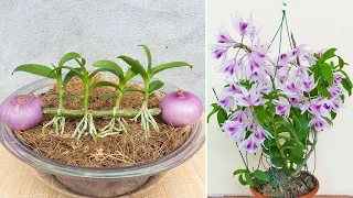 The miracle from the onion makes the rootless orchid grow immediately