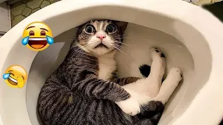 🤣🤣 Best Cats and Dogs Videos 🐱😻 Funniest Animals # 52