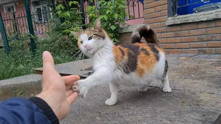 Pregnant cat gets angry at me and slaps my hand.