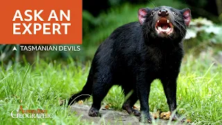 ASK AN EXPERT - Tasmanian Devils