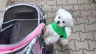 A Maltese Puppy that is tired of walking 😢