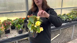 Begonias. How to get bigger flowers and increase bloom production.