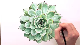 How to paint succulent leaves in watercolor