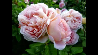 Моя энциклопедия английских роз. Роза Abraham Darby.