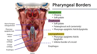 Larynx and Pharynx LO - Pharynx