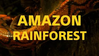 Exploring the Amazon Rainforest with a Probe Lens - 6 Day Adventure
