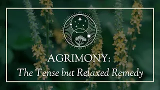 Agrimony: The Tense but Relaxed Remedy