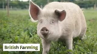 British Farming | A Parcel of Pigs