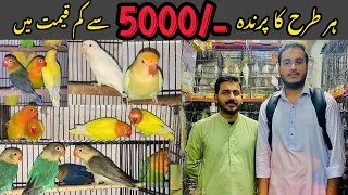 Best lovebirds under 5000 || Madina birds shop college road birds market Rawalpindi #viralvideos