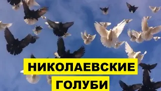Николаевские голуби особенности и описание породы | Разведение домашних голубей