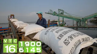 Giá gạo xuất khẩu giảm mạnh: Ai chịu trách nhiệm? | VTC16