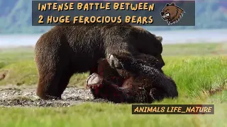 Intense Battle Between 2 Huge Ferocious Bears #animals #attack #fight