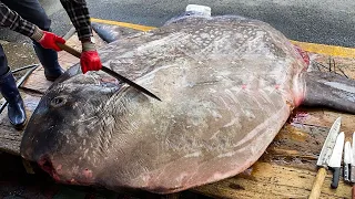 40년 경력 어부도 놀란 초초초대형 개복치 해체작업 풀버전 Giant Sunfish cutting skills / Korean street food