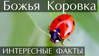 Интересные факты о Божьих Коровках