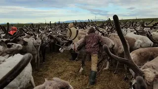 Стойбище оленеводов / День каслания