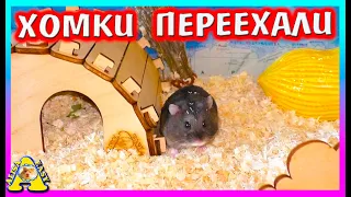 ПОСЛЕДНИЙ Переезд Хомки Милки и Ореши / Aisa Easy Pets