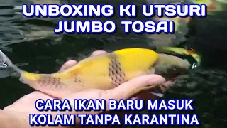 15 Mei 2022 UNBOXING IKAN KOI KI UTSURI & CARA IKAN BARU MASUK KOLAM TANPA KARANTINA